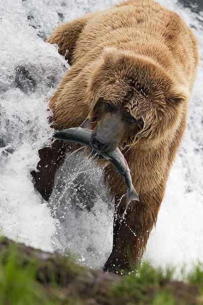 勤劳的熊仔有鱼吃