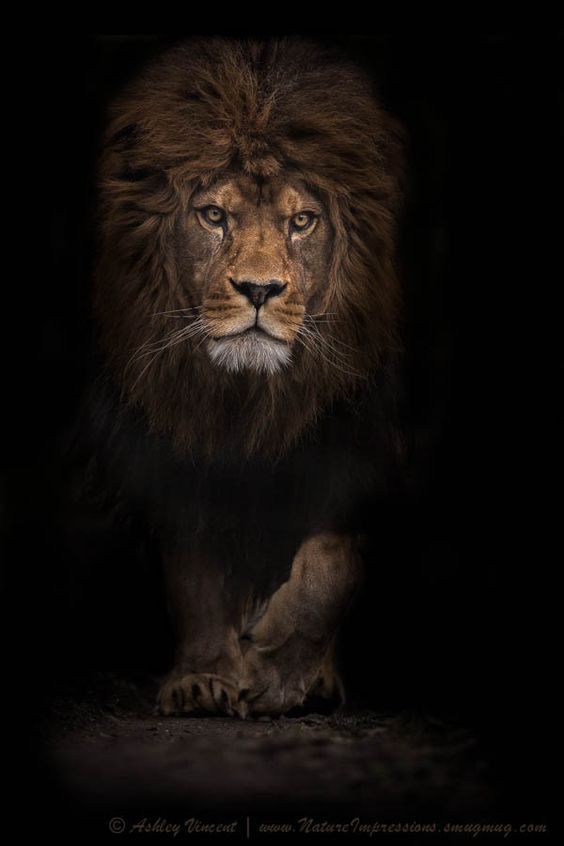 Barbary Lion aka Atlas Lion aka Nubian Lion, Port Lympne, The Aspinall Wild Animal Experience, UK
